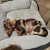 In search of male mini Dachshund stud. NO DAPPLES please