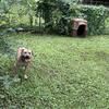 APBT FOR SALE! 1 year old 