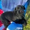 Giant schnauzer puppies for sale.