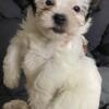 Beiwer / Parti Yorkie Pups Now Available