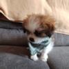 Pomeranian Shih Tzu Male Puppies 12 weeks old