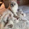 Gorgeous Ragdolls!  TICA Registered!