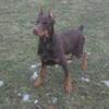 6 months old Doberman Pinscher Male