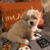 ShihPoo/ShihTzu  Pups for sale