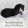 Black Bi-Color Persian in Arkansas