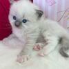 Pringle TICA Blue Mitted Male Ragdoll