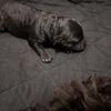 Schnoodle puppies! 