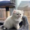 White Persian male kitten