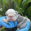 Ready soon!! English bulldogs