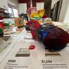 2-month-old Eclectus Parrot Babies available