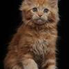 Beautiful Red Maine Coon Female - European Bloodlines