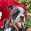 AKC Blue female Bostonterrier