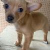 apple head chihuahuas 