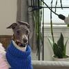Italian Greyhound