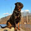 AKC 4 Month Female Rottweiler Puppy Top Pedigree