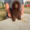 Orange Collar AKC Poodle Puppy