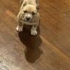 Foundation American bully for Co Own
