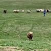 Shetland  and Icelandic sheep and lambs FOR SALE