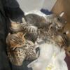 Beautiful kitties Bengal cats they be ready to come home soon
