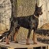 Akc dobermans  puppies