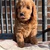 Beautiful red mini medium golden doodle female