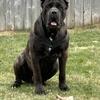 Cane Corso Stud Service