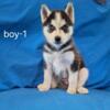 AKC Siberian Husky Puppies - 2 Males