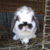 Broken Tort Holland Lop Doe