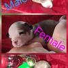 Chihuahua puppies