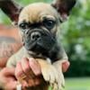 Fluffy Carrier AKC French Bulldog Female!