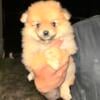 Male Pomeranian looking for a forever home