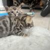 New litter Bengal Kittens