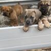 Female Cane Corso Puppies