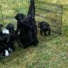 Labradoodle puppies 