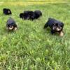 AKC Rottweiler Puppies for sale!