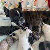 French Bulldogs for sale