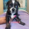 "Fluffy Bully"  Miniature Auss Tzu-Pocket Bully mix puppies For Sale