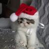 Extreme Persian Exotic Shorthair Red White Brown Tabby Calico Red Kitten Kittens Brooklyn New York