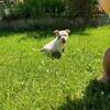 ABR bully pups great bloodlines papers in hand
