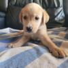 Yellow labrador puppy. Female. 