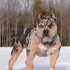 American Bully pocket Male Great price