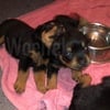 OFA Certified Rottweiler Puppies (Free Delivery In Texas)