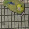 Young Parrotlets available