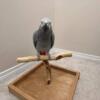 3 Years Old frican Grey Parrot