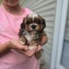 ShihTzu/Chiweenie puppies