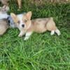 Short and long hair Corgi Puppies