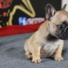 Akc French bull dogs 