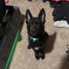Black long hair German Shepard