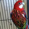 Firey Rosellas proven breeders with 5 babies