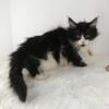 Maine Coon pet only for sale